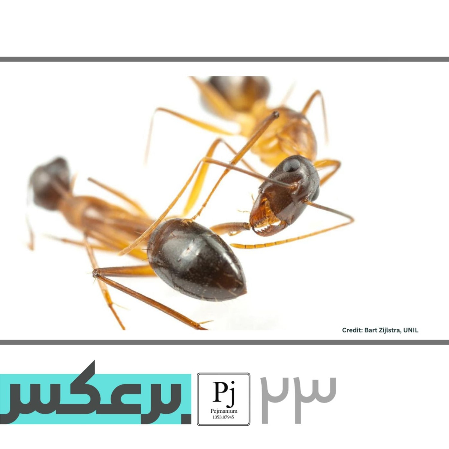 کاور O.P.23