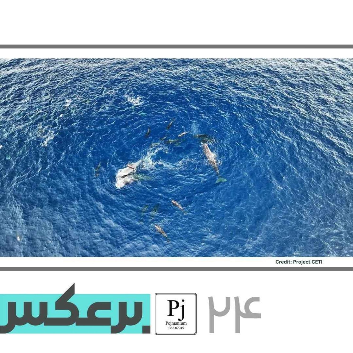 کاور O.P.24